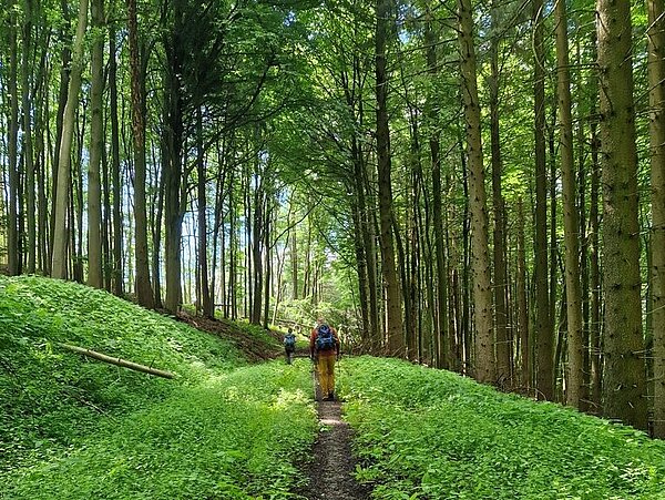 Ein Wanderer geht einen schmalen Pfad durch den lichtdurchfluteten Wald im Leinebergland. ©hgscharf