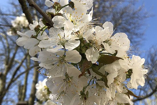 Kirschblüten vor blauen Himmel - der Frühling kommt © HG Scharf
