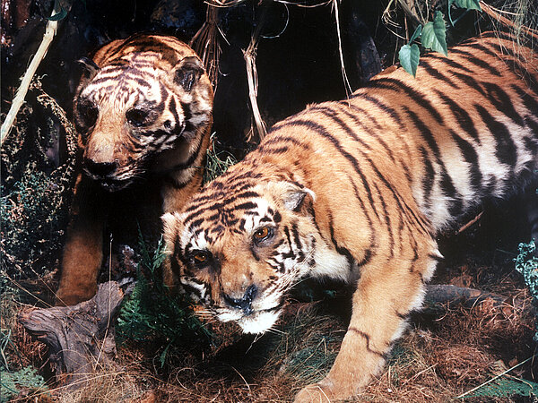 Zwei Tiger im Tiermuseum © Archiv Stadt Alfeld