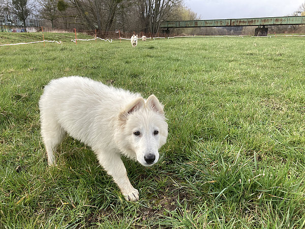 Hunde Hundefreilauffläche © HG Scharf