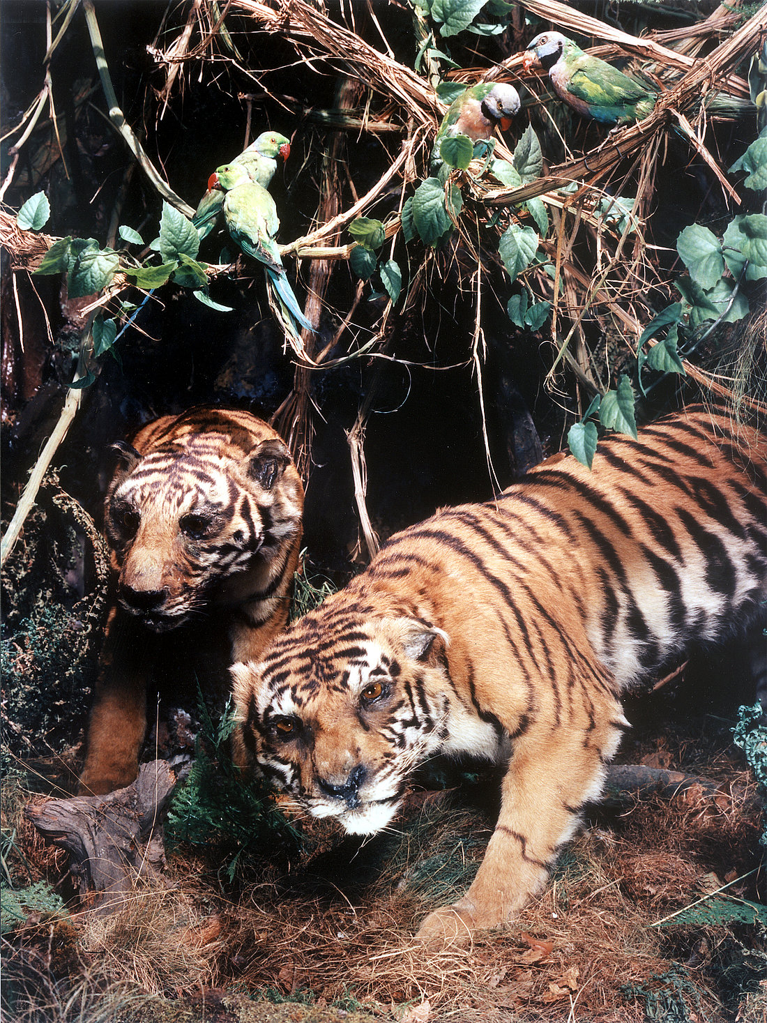 Zwei Tiger im Tiermuseum © Archiv Stadt Alfeld