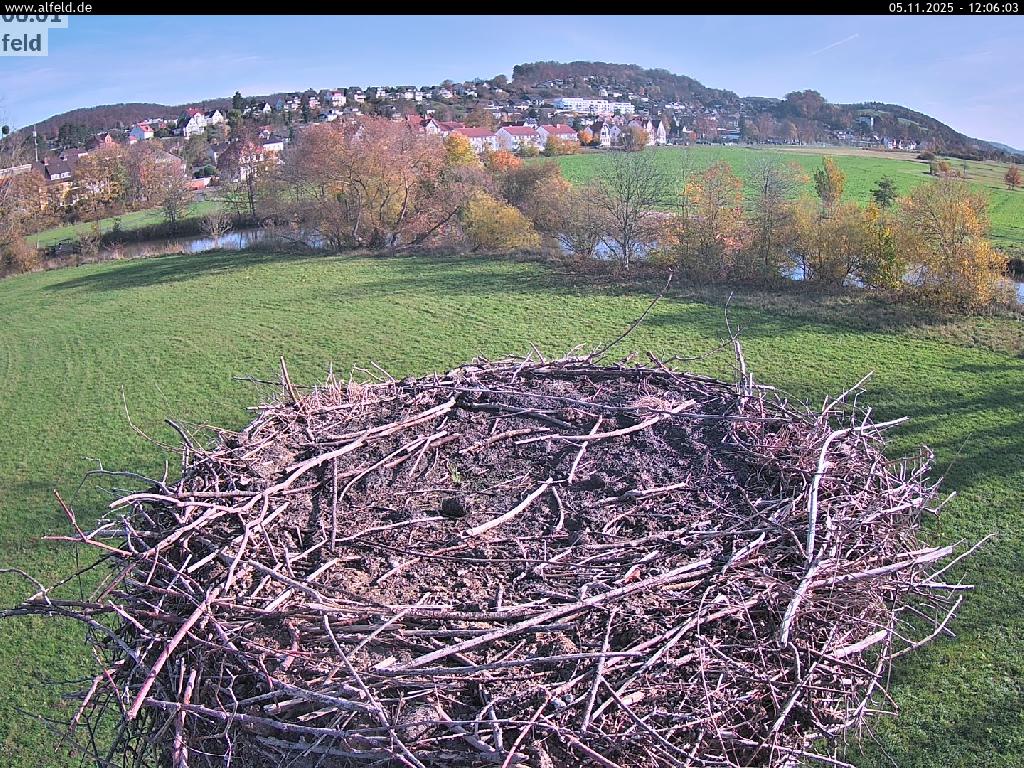 Webcam Storchennest Alfeld Aktuell Live 1 Webcam